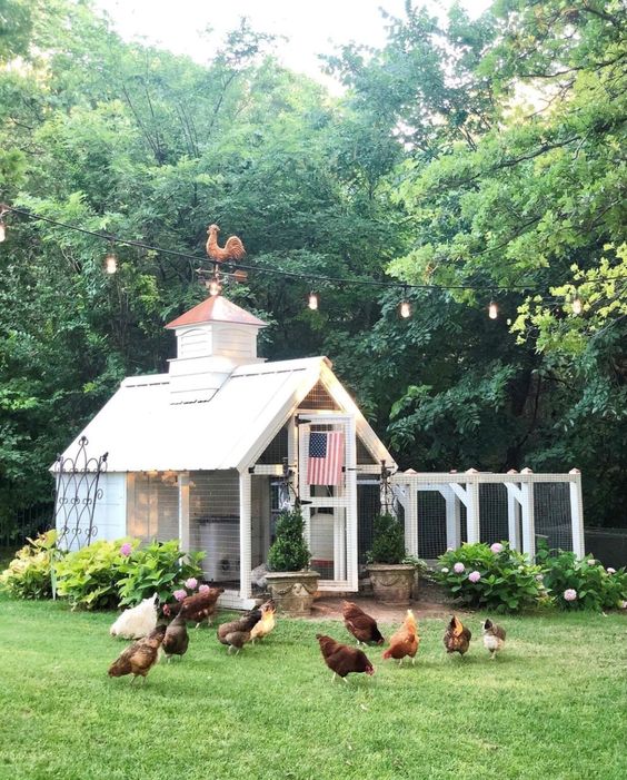 Backyard Chickens Safe From Predators