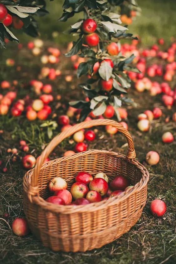 Get ready to host the ultimate apple picking party with our top tips! Discover how to find the perfect orchard, send out the coolest invites, and plan a post-picking picnic that'll be the highlight of the season. Let's make those autumn memories unforgettable!